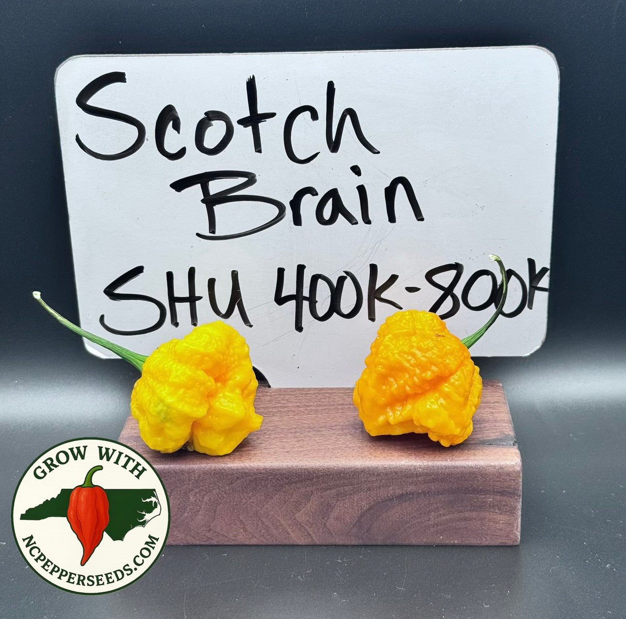 Scotch Brains