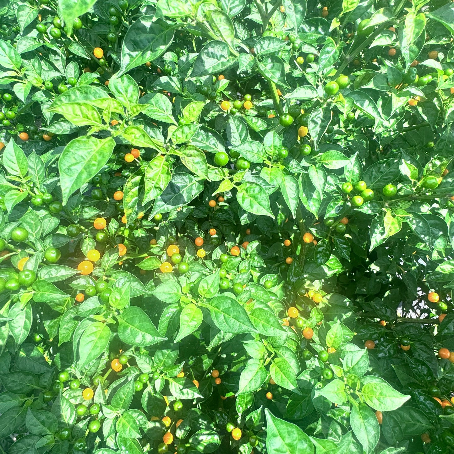 Aji Charapita