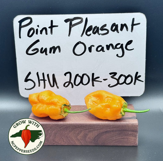Point Pleasant Gum Orange