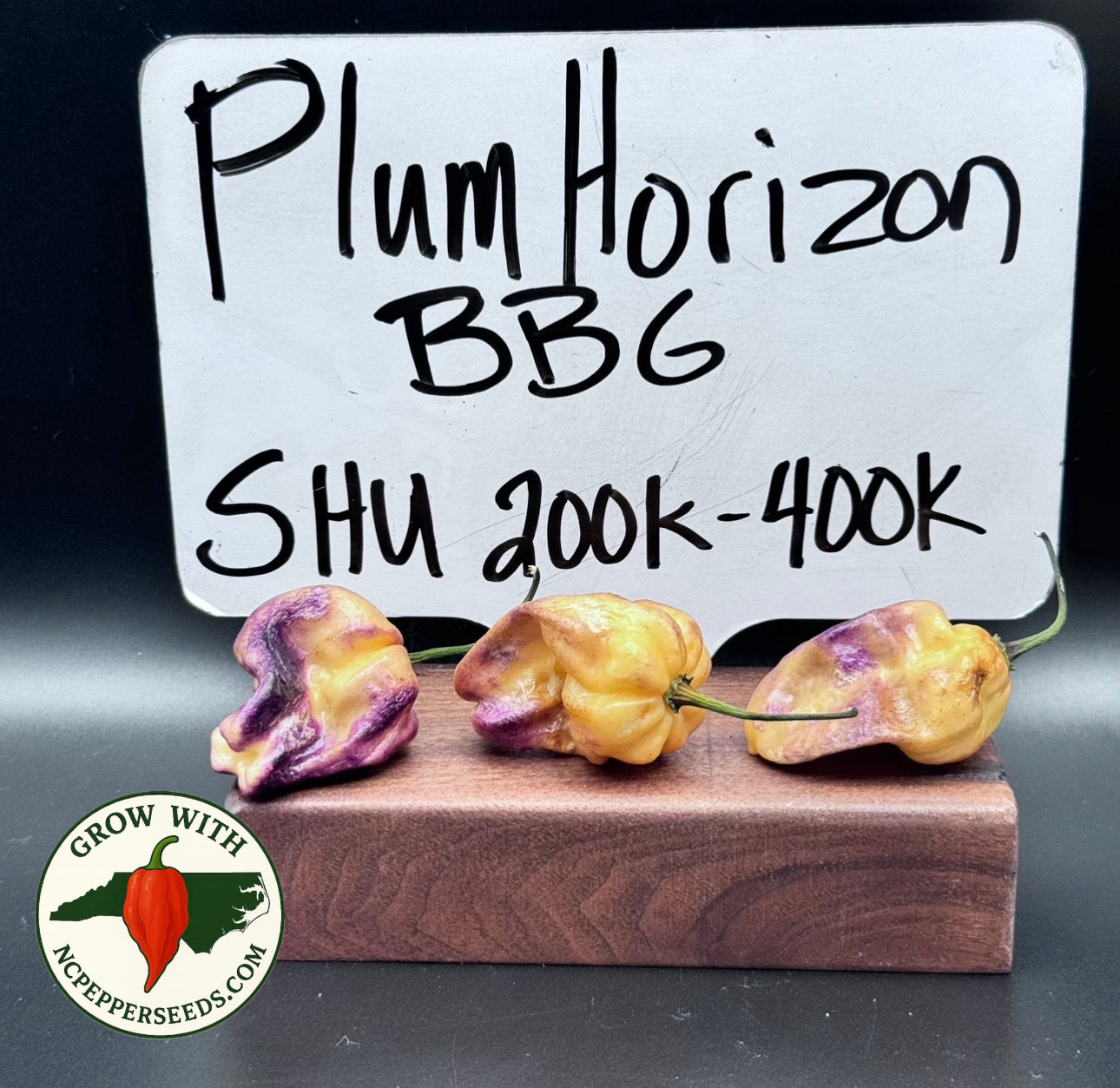 BBG Plum Horizon