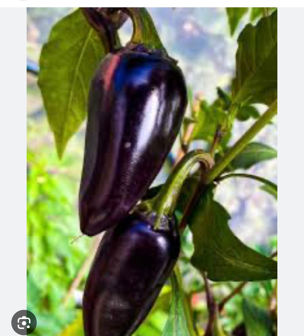 Purple Jalapeño
