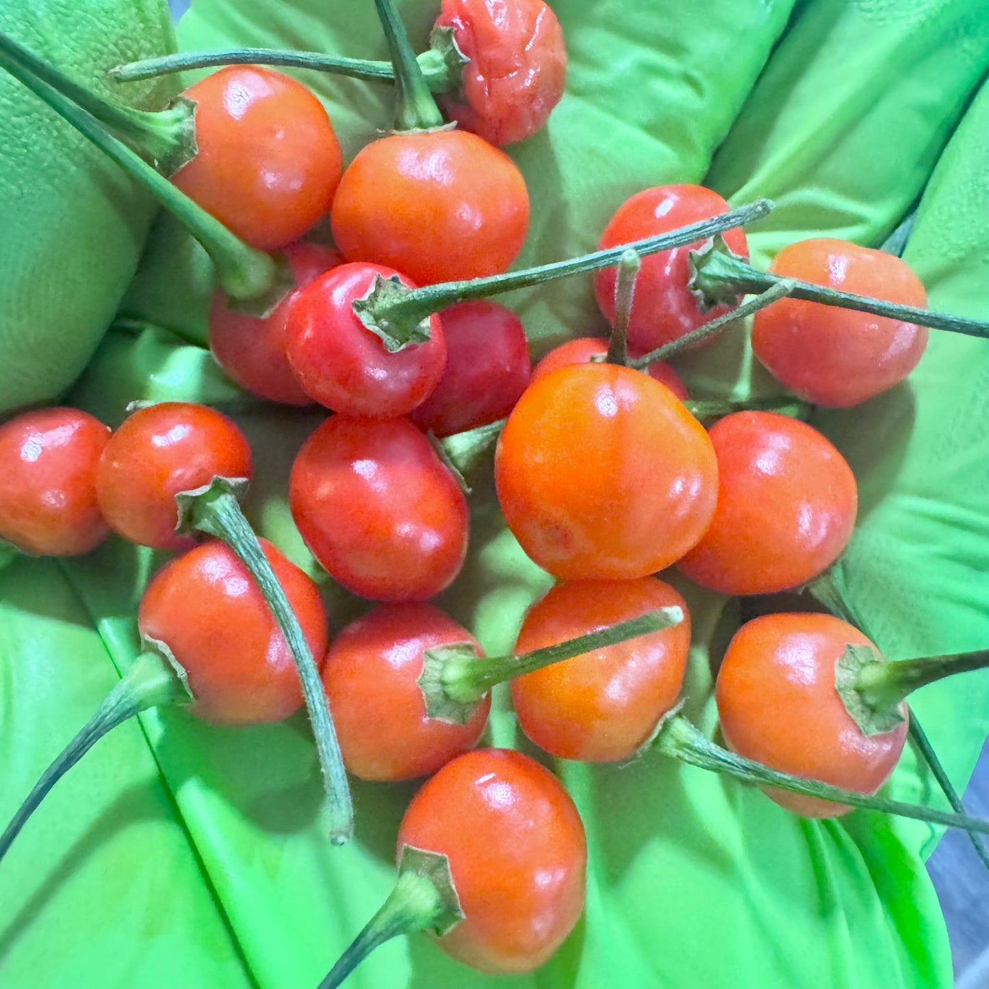 Aji Red Charapita