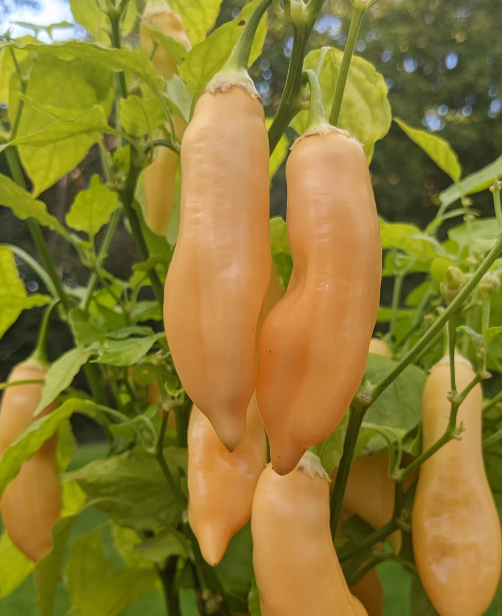 Peach Sugar Rush Suave