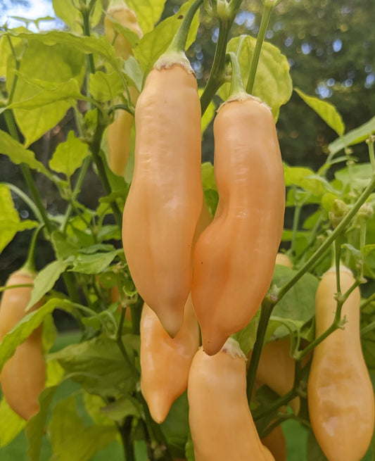 Peach Sugar Rush Suave