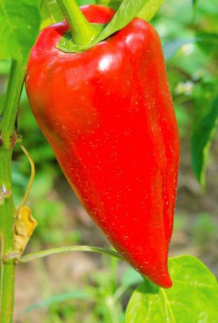 Leutschauer Paprika