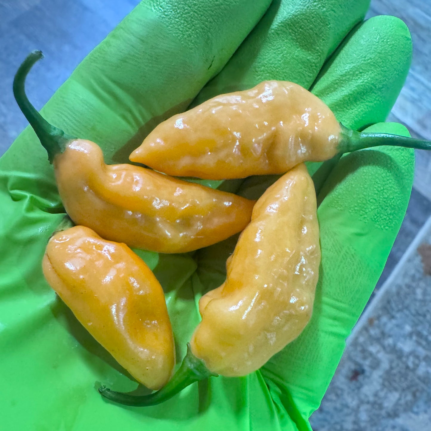 Aji Peach Ghost