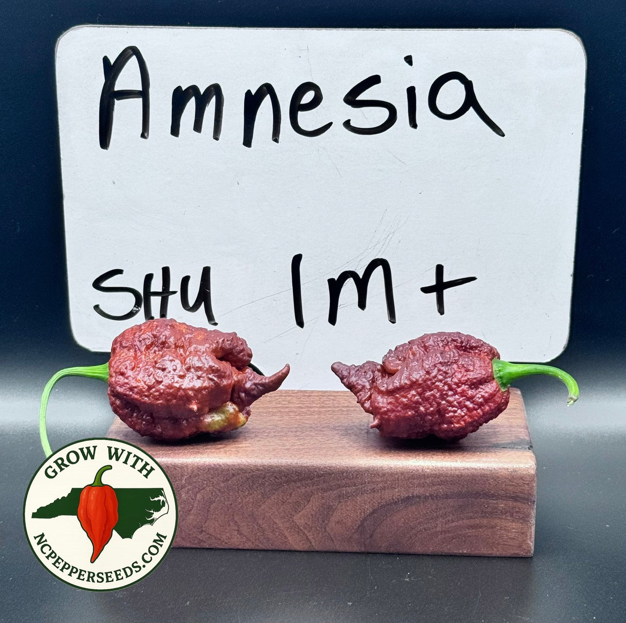 Amnesia