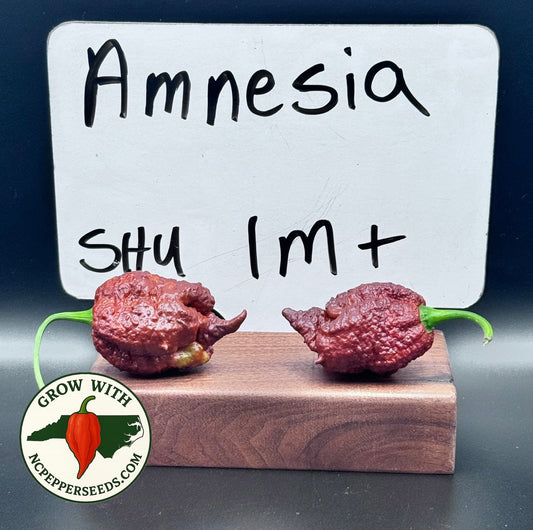 Amnesia