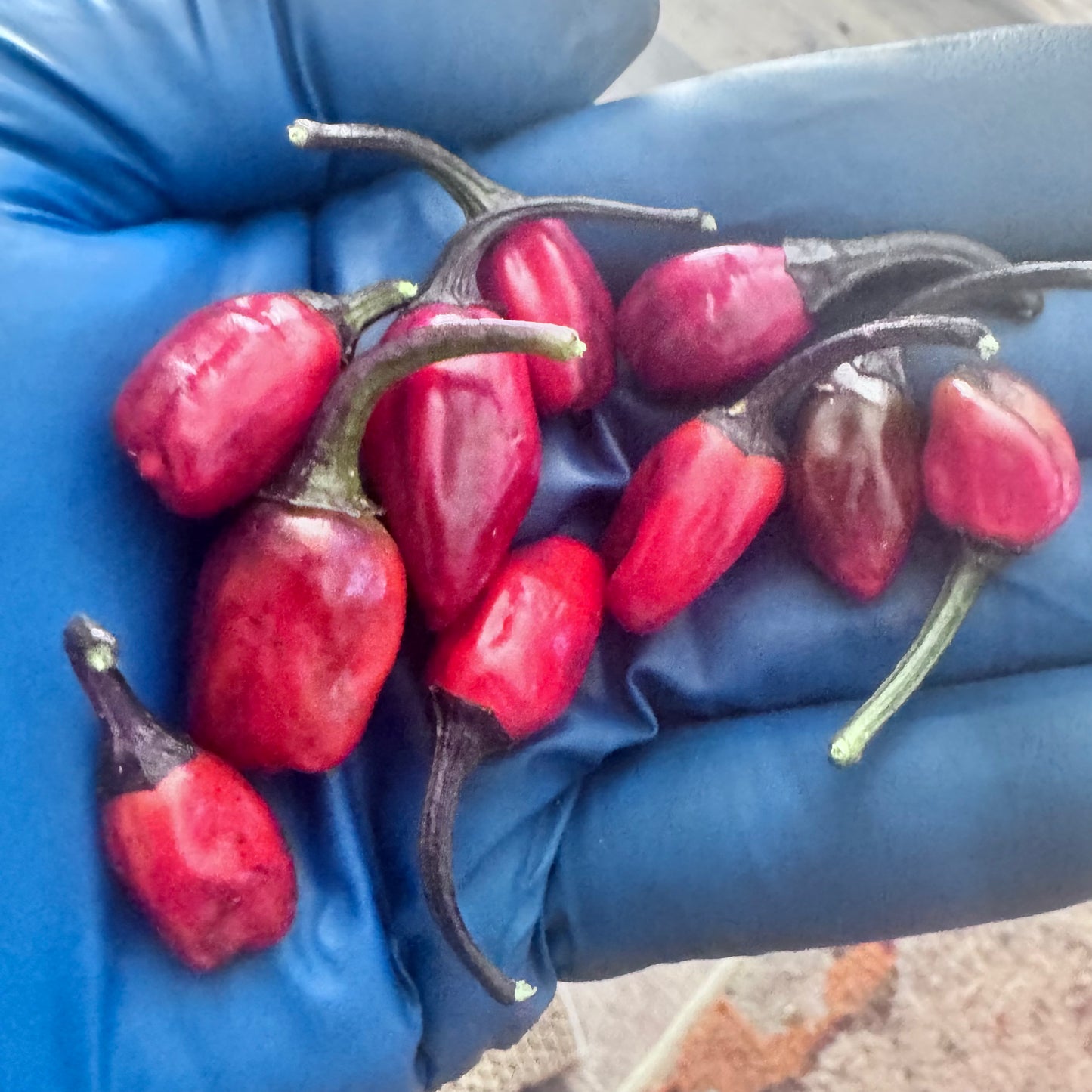 CT Cuban Candy Fish