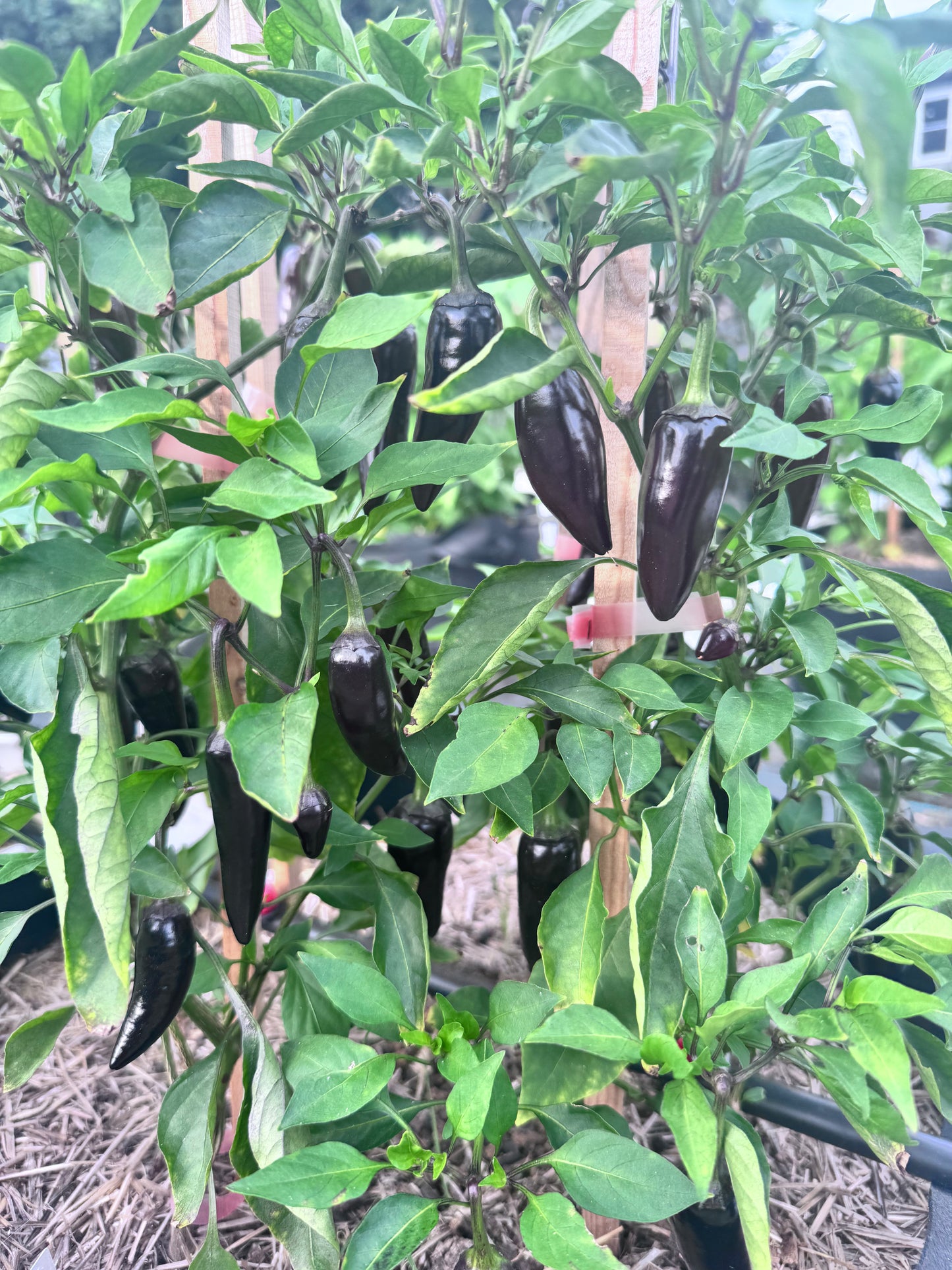 Purple Jalapeño