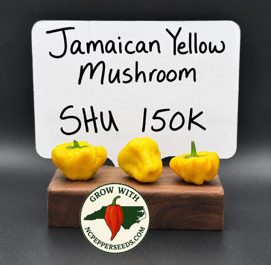 Jamaican Mushroom Yellow