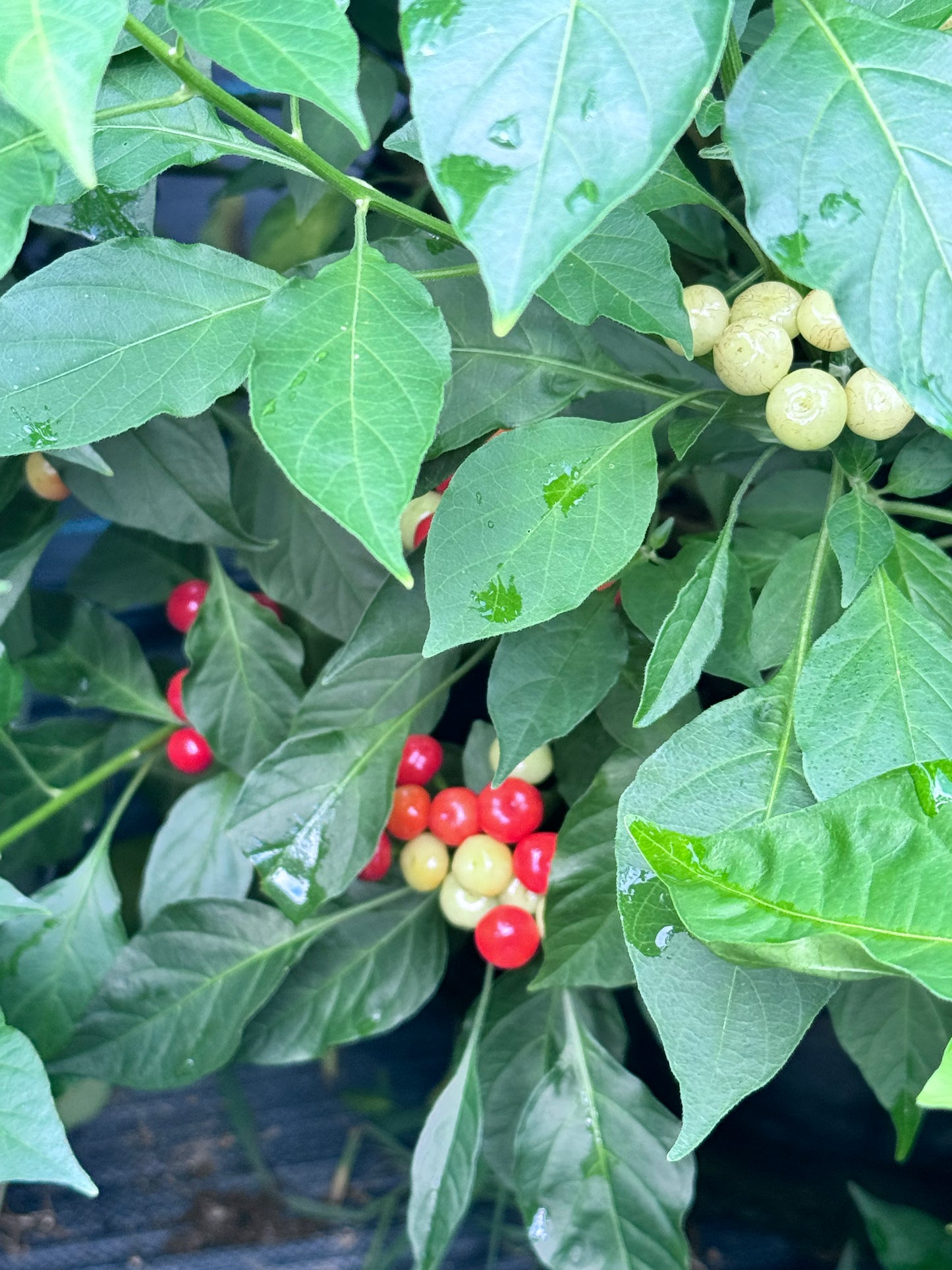 Aji Red Charapita