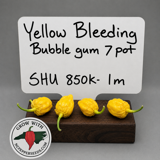 Yellow Bleeding Bubblegum 7 pot  #209