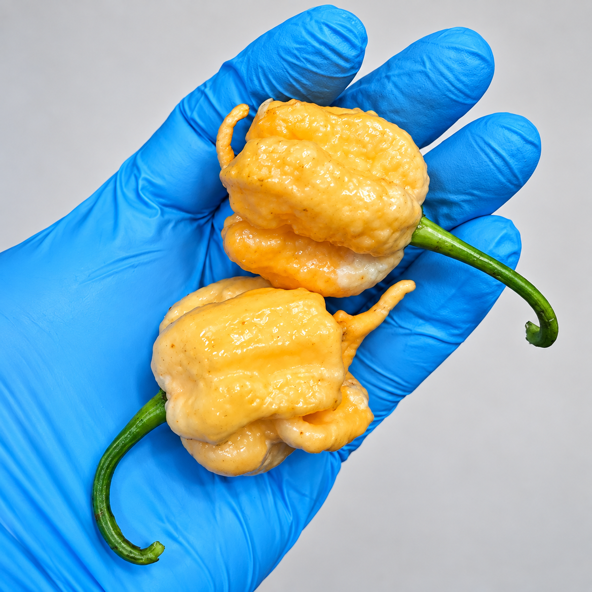 Giant Peach Reaper #84