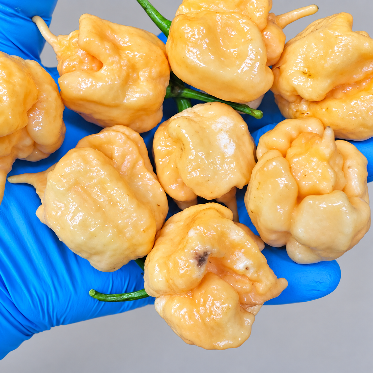 Giant Peach Reaper #84