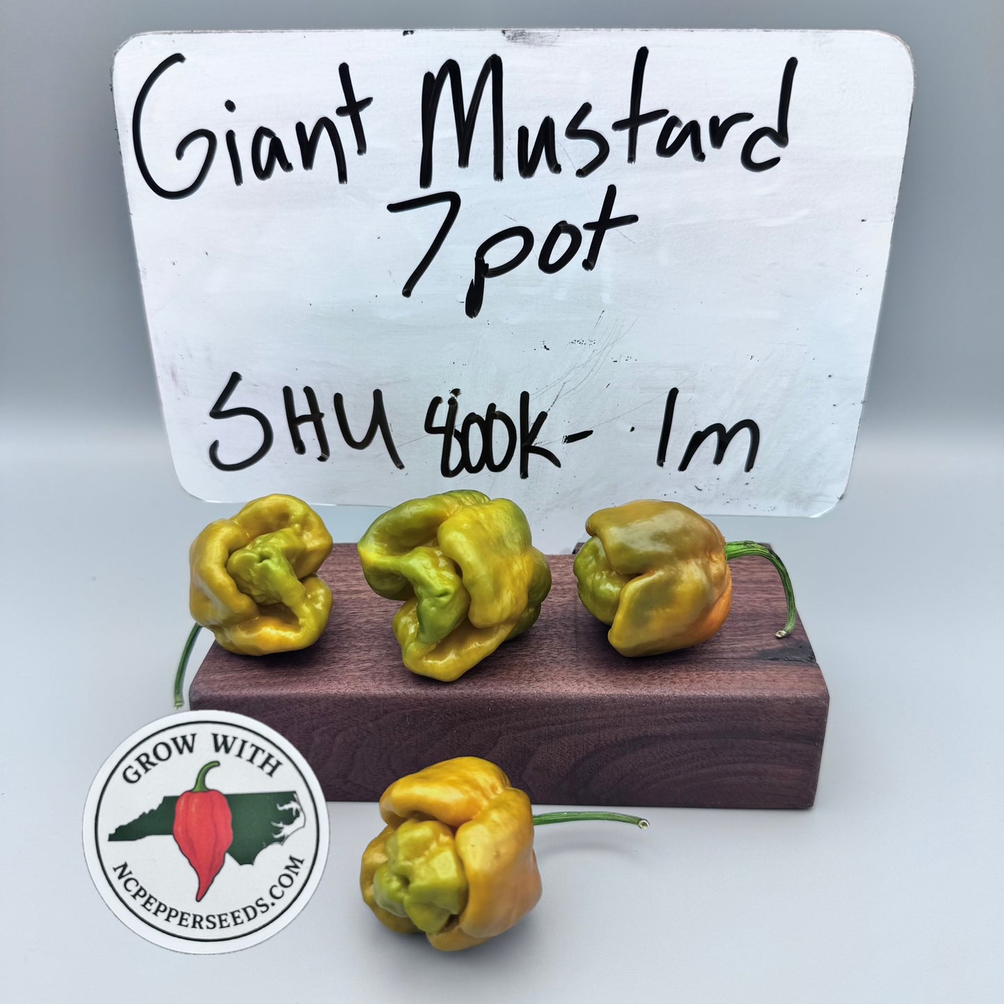 Giant Mustard 7 pot