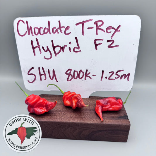 Chocolate T-Rex hybrid F2