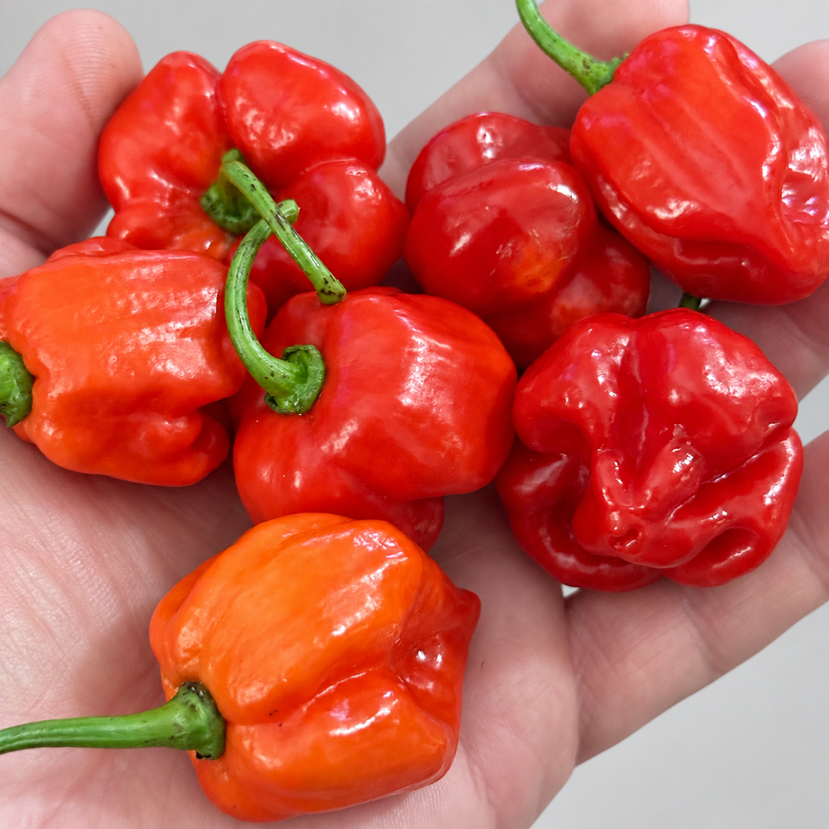 Red Savina #175 peppers on a neutral background